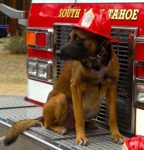 duke