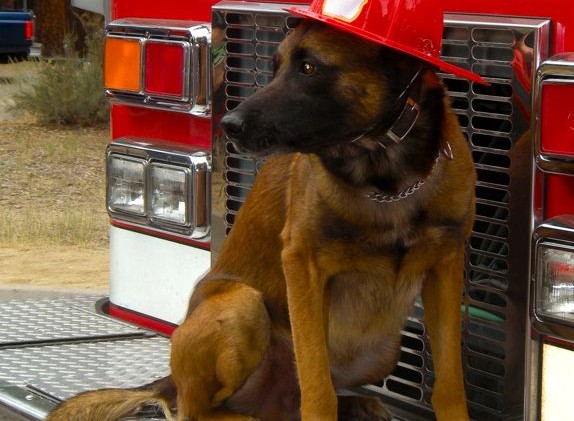 SLTPD K9 Duke retires, handler moves to EDSO