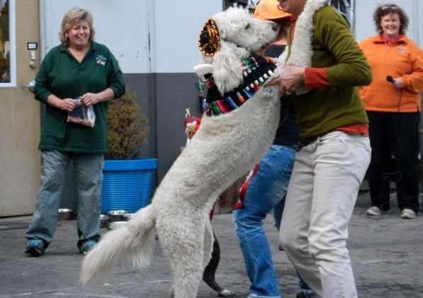 A howling good time at canine Halloween party
