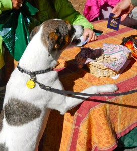 dog-3