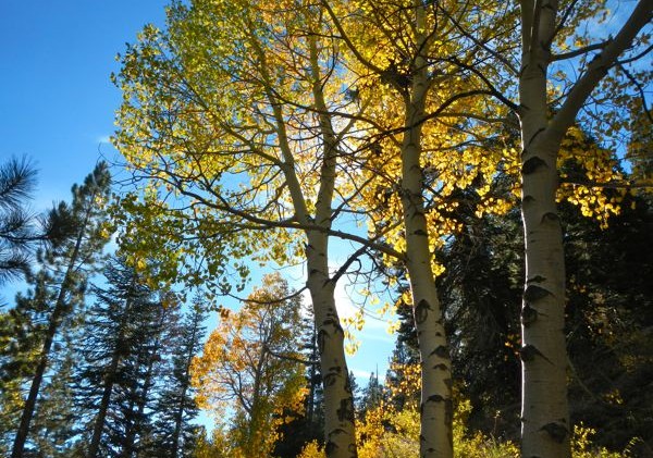 Splash of autumn color shines throughout Lake Tahoe Basin