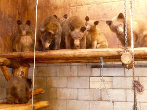 bears