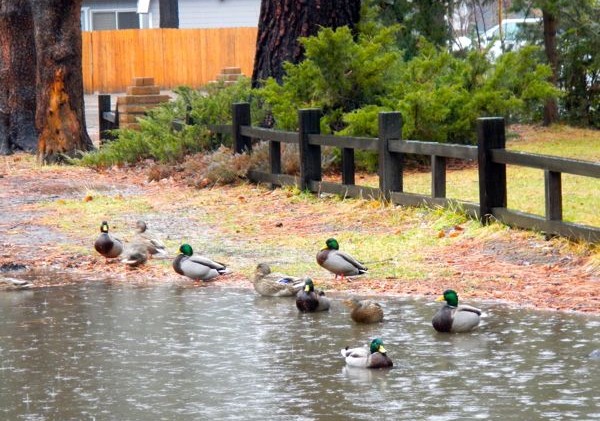 Threat of flooding along Truckee River subsides