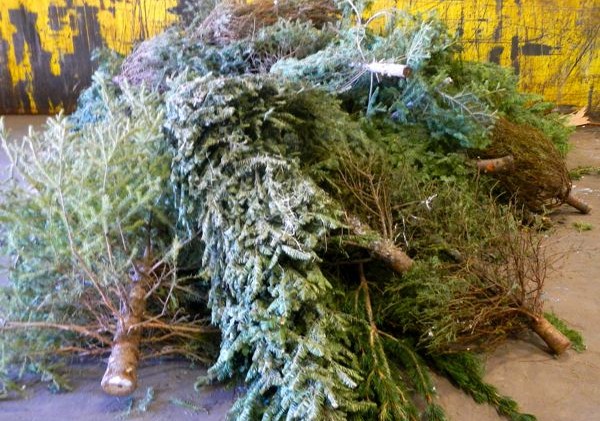 Recycling gives Christmas trees a second life