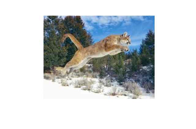 Warden kills aggressive mountain lion in Placer County