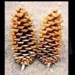 sugar pine