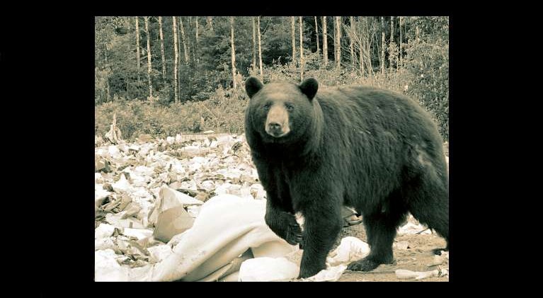 Spate of bear attacks on humans