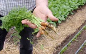 Debbie Arrington / darrington@sacbee.com Adam Keefer shows off baby carrots.