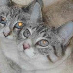 cats