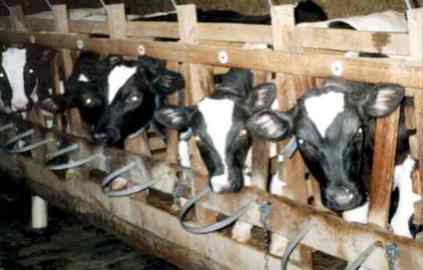 China may add life to Calif. dairy industry