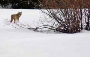 A Tahoe coyote. Photo/LTN file