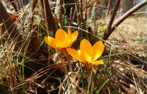 Flowers are already blooming on the South Shore. Photo/LTN