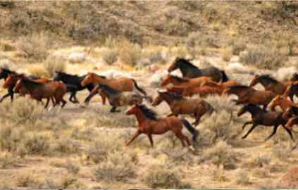Wild horse advocates granted concession