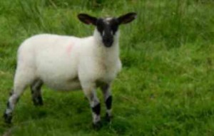 Lamb is a popular Easter meal. Photo/LTN