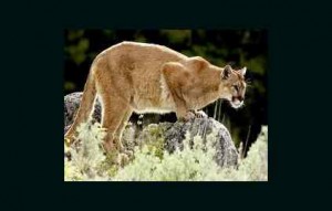 mountain lion