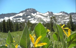 The court case involves the Eldorado National Forest. Photo/LTN file