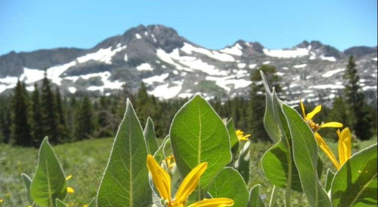 Supreme Court to hear Sierra Nevada forest case