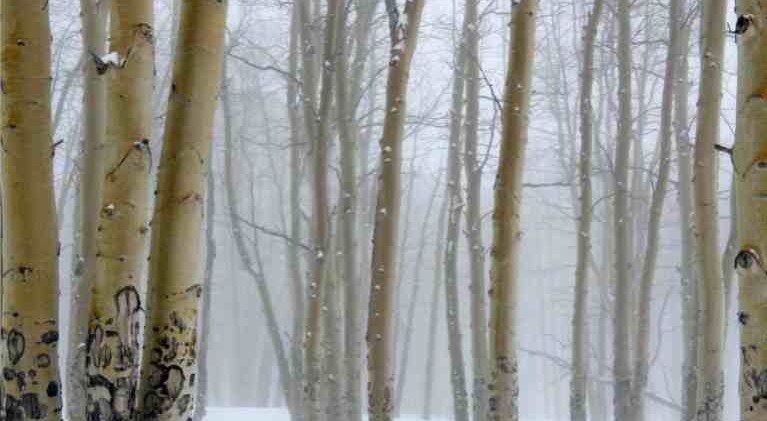 Easy to escape the masses at snowshoe park atop Colorado ski resort