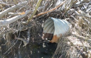 The Venice Drive pipe on the edge of the Upper Truckee River is dry March 17, but that is likely to change when the storm roles through the basin this week. Photo/Kathryn Reed