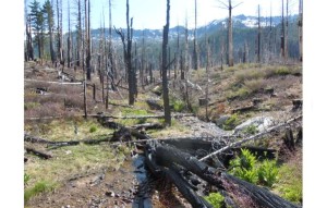 The black-backed woodpecker affected U.S. Forest Service plans for parts of the Angora burn area in Tahoe. Photo/LTN file