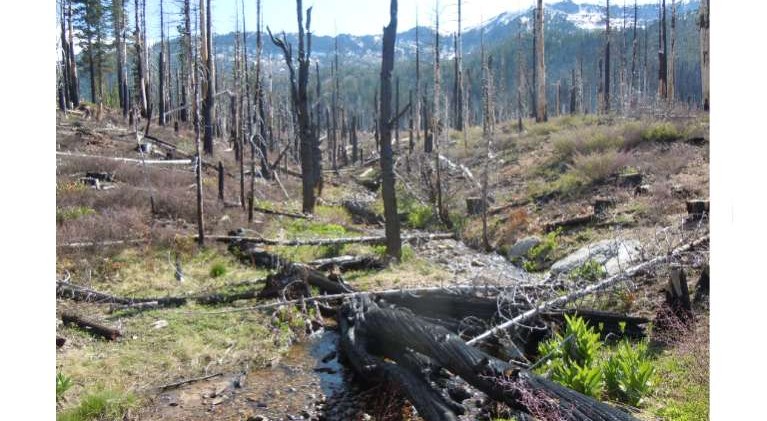 ‘Angora’ woodpecker may find federal protection