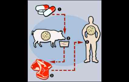 Data ties human illness to farm antibiotics