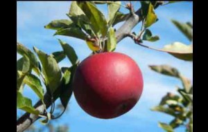 Apples are big business in parts of El Dorado County. Photo/LTN file