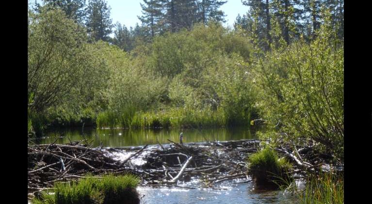 Lake Tahoe Basin lacks policy about beavers