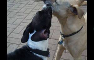 Dogs play at the South Lake Tahoe Dog Park. Photo/LTN file
