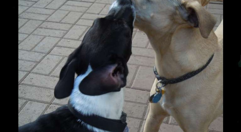 S. Tahoe puts some teeth into dog ordinance