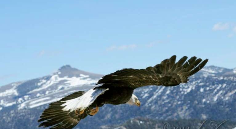 LTWC releases bald eagle into the wild