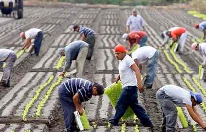 Farmers question what weed killers do to soil