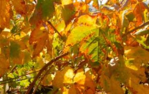 Climate change threatens the wine industry. Photo/LTN file