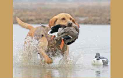 Opinion: Americans have funny relationship with animals