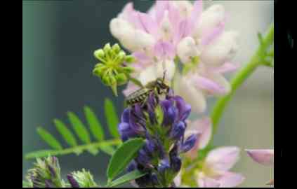 Insects can be a good thing for gardens
