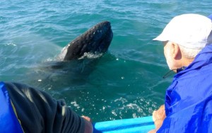 Whales come to boats -- once beckoned to do so.