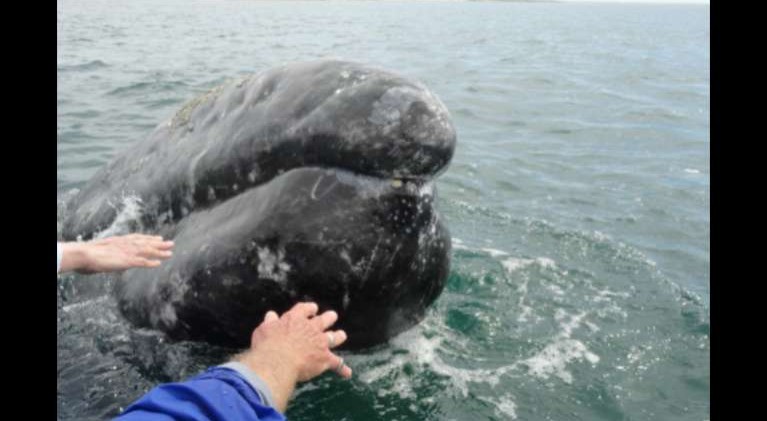 Whales play to the tune of human chorus