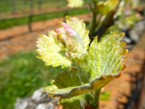 Buds are coming out on vines throughout El Dorado County.