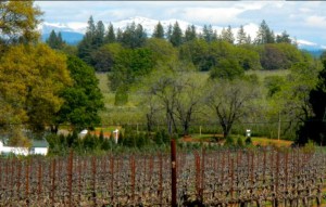 The Sierra, in the distance, provides water for many of the El Dorado County vineyards. Photos/Kathryn Reed