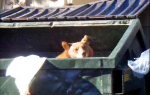 Bears in Tahoe sometimes like to forage for people food. Photo/Janice Eastburn