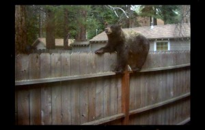 Bears in neighborhoods are common in Tahoe. Photo/Judy Brown/File