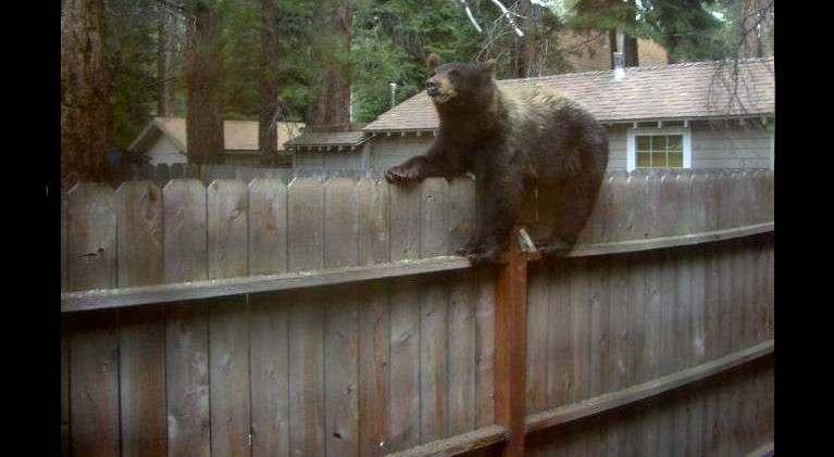 Wildlife management — an ongoing debate