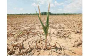 Taxpayers foot bill of farm insurance. Photo/NPR