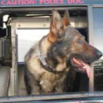 k-9