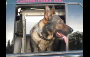 South Lake Tahoe K-9 Association wants someone to provide free artwork. Photo/LTN file