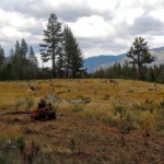 washoe meadow
