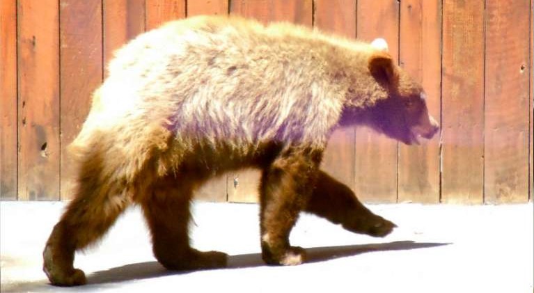 Glenbrook contending with unwanted bears