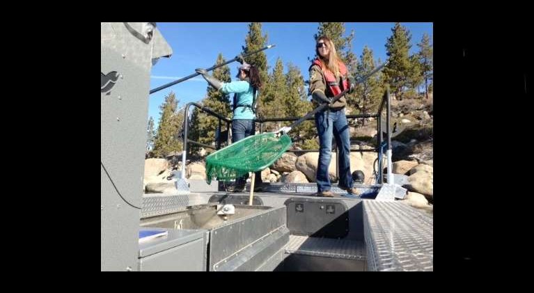 Scientists zapping Lake Tahoe aquatic life