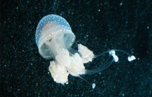 A white-spotted jelly at the Monterey Bay Aquarium. Photos/Kathryn Reed
