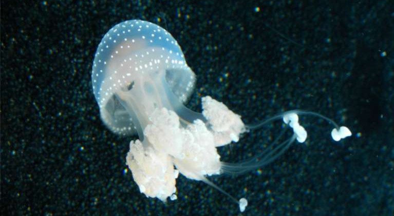 Aquarium — a living museum where learning is fun